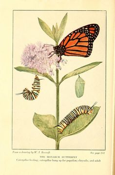 the monarch butterfly and caterpillars are depicted in this antique print from 1897