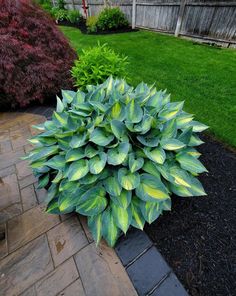 a large green plant sitting in the middle of a garden next to a brick walkway