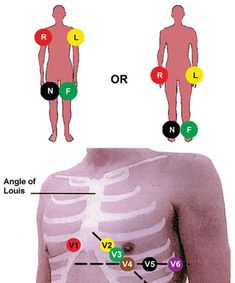 the chest and ribs are labeled in different colors