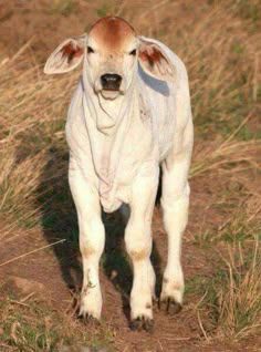 a small white cow standing on top of a grass covered field next to tall dry grass