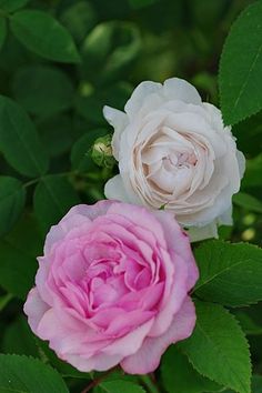 two pink and white roses are blooming in the garden, with green leaves around them