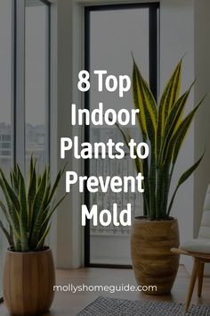 indoor plants with the words 8 top indoor plants to prevent mold