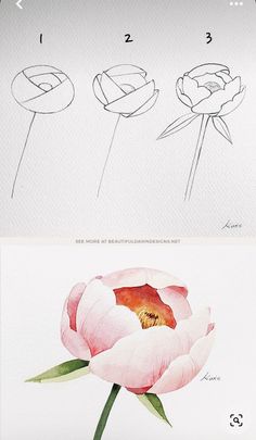 three different types of flowers are shown in this drawing book, and the same one is drawn