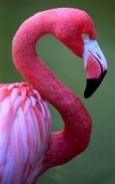 a pink flamingo standing in front of a green background with its head turned to the side