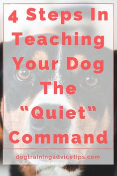 a dog's face with the words 4 steps in teaching your dog the quiet command