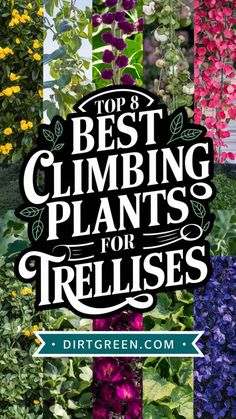 the words top 8 best climbing plants for trellises are surrounded by colorful flowers