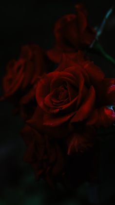 a bunch of red roses sitting on top of a table