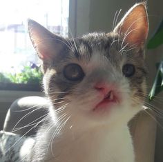 a close up of a cat looking at the camera with a plant in the background