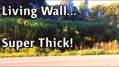 there is a sign that says living wall super thick on the side of the road