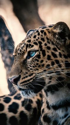 a close up of a leopard with blue eyes