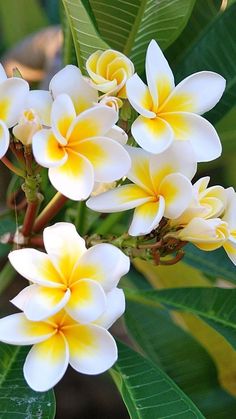 white and yellow flowers with green leaves in the background