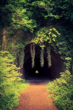 a tunnel in the middle of a forest filled with trees