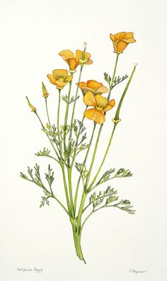 a drawing of yellow flowers on a white background