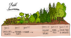 an illustration shows the different stages of vegetation growing from land to water, including trees and shrubs