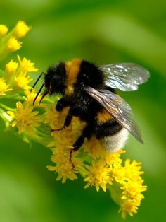 a bee sitting on top of a yellow flower