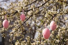 some pink eggs hanging from a tree with white flowers