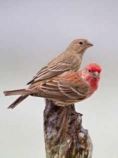 two birds sitting on top of a tree stump