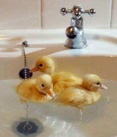 two little ducks are sitting in the sink