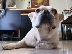 a small white dog laying on the floor