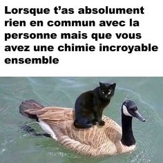 a black cat sitting on top of a duck in the water with caption that reads, lorsque t'as absolumenent rien en commun ave la personne la persone