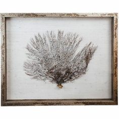 an image of a dried plant in a frame on a white background with brown trim around the edges