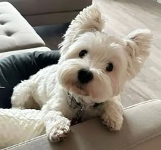 a small white dog sitting on top of a couch