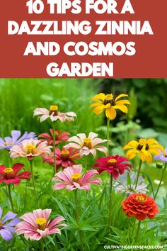 colorful flowers with the title 10 tips for dazzleing zinna and cosmos garden