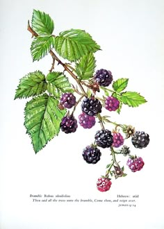 a branch with berries and green leaves on it