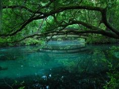 a bridge over a river surrounded by lush green trees and water under a leafy canopy