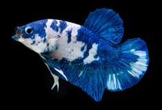 a blue and white fish on a black background