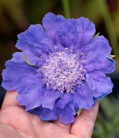 a hand holding a purple flower in it's palm