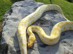 a yellow and white snake laying on top of a rock