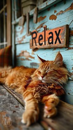 an orange cat laying on top of a wooden bench next to a sign that says relax