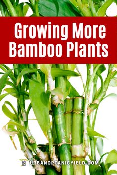 a bunch of bamboo plants with the words growing more bamboo plants on it's side