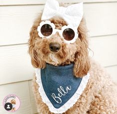 a dog wearing sunglasses and a bandana