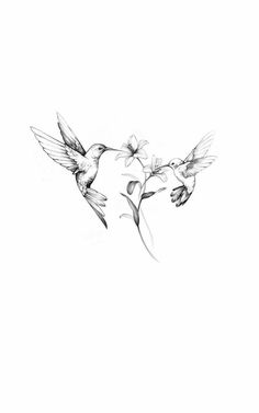 two hummingbirds flying next to each other on a white background