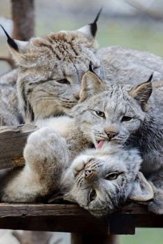 two cats cuddle together on a wooden bench