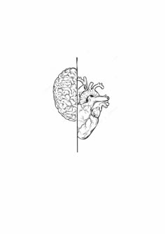 a black and white drawing of a human heart with the right side divided into two halves