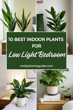 the top 10 best indoor plants for low light bedroom