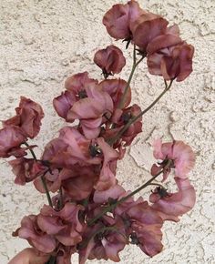 some pink flowers are in a vase on a table and is hanging from the wall