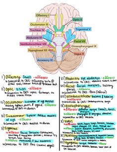 Neurology, brain anatomy, neuroscience, cranial nerve, cranial function, brain, neurology, SLP, health science, neuroeducation, biology, anatomy learning, medical student, study tips, SLP resources, grad school, notes Neuro Anatomy Notes, Neurology Notes, Neuroscience Aesthetic, Medical Diagrams, Brain Anatomy And Function, Brain Study, Anatomy Learning, Types Of Neurons