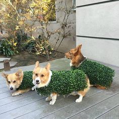 three corgi dogs are dressed up in fake bushes