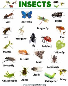 an insect identification poster with different types of insects