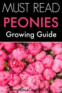 pink peonies with text overlay reading must read peonies growing guide