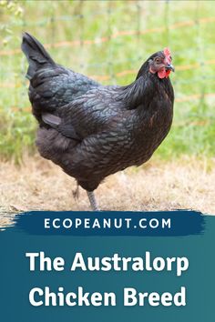 a black chicken standing in the grass with text overlay that reads, the australop chicken breed