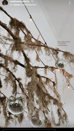 some glass balls hanging from a tree with moss growing on it's branches and lights in the background