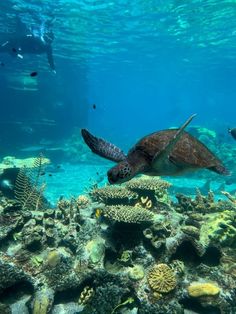 a turtle swims over a coral reef in the blue water with other marine life