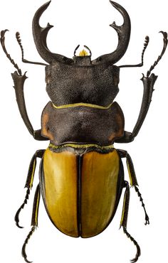 an insect with large horns and long antennae on it's back legs, standing in front of a white background