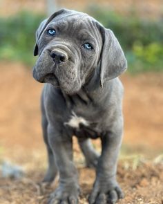 a gray puppy with blue eyes standing in the dirt and looking at the camera,