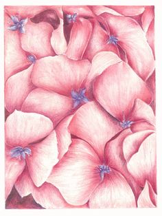 a drawing of pink flowers in pastel pencils on paper, with blue centers